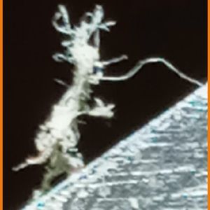 Meet your Posher, Mitch